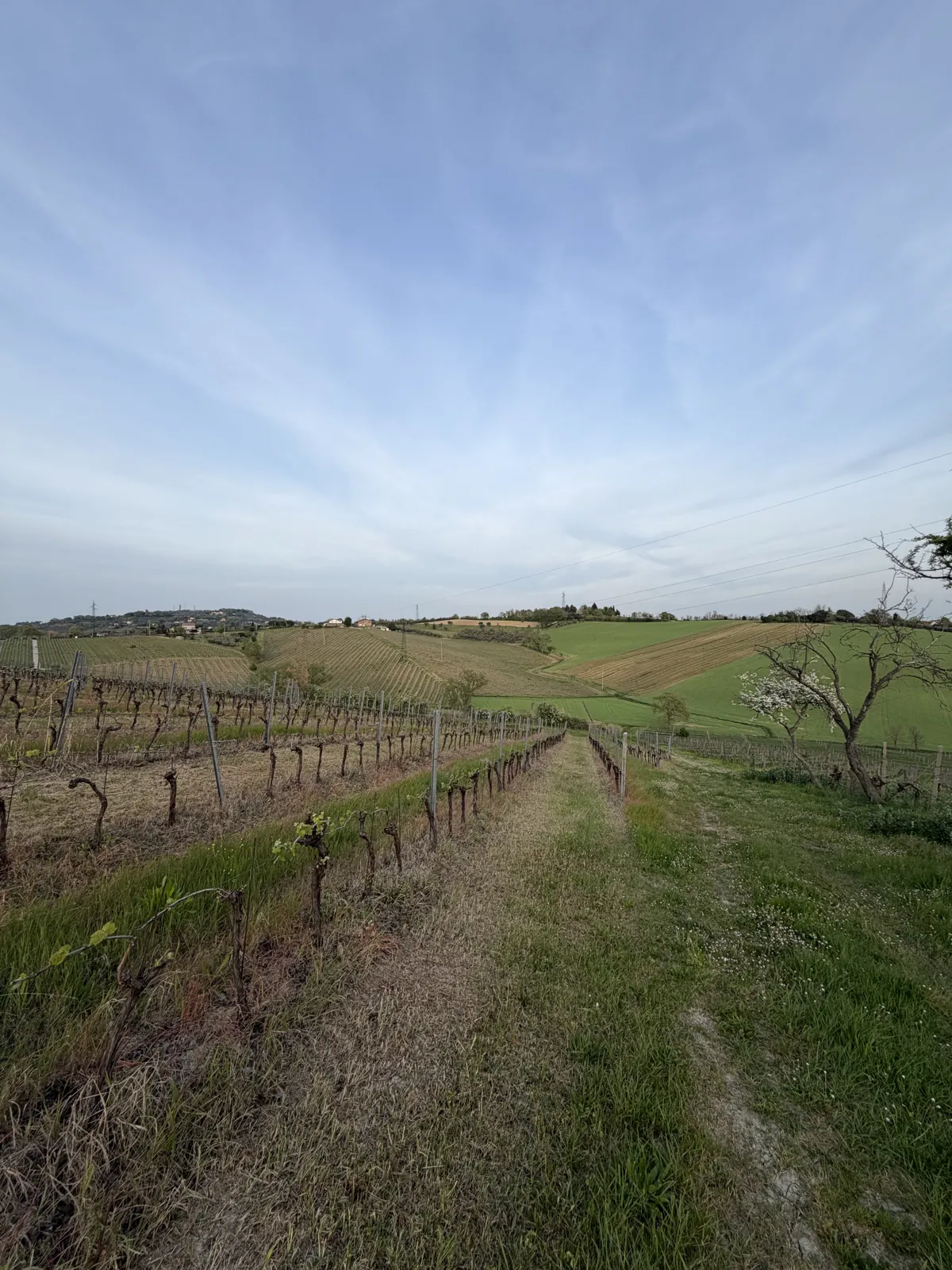 Un sentiero tra i filari delle colline riminesi