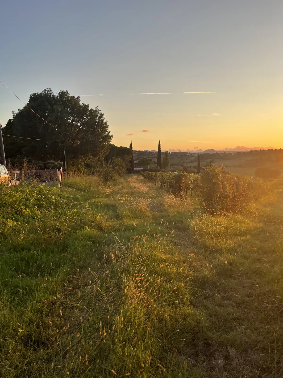 Sentiero e vigneti delle colline riminesi al tramonto